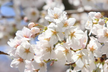 満開のソメイヨシノのクローズアップ