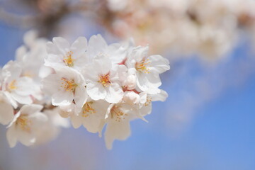 満開のソメイヨシノのクローズアップ　青空背景