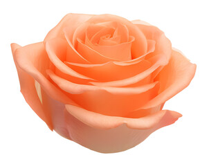 elegant peach rose isolated on transparent background
