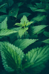Green field of nettle close up . High quality photo