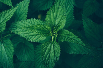 Green nettle close-up. High quality photo