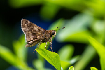 Little brown butterfly on blue flowers, on a sunny day