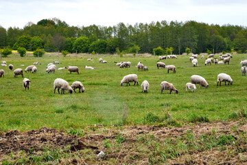 A large flock of sheep grazing in a green field in the countryside in summer