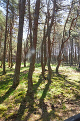 Naklejka premium Forest with twisted pine trunks, Dancing Forest