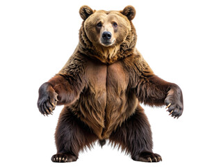Fototapeta premium Brown Bear Standing Upright with Arms Slightly Raised, Front View, isolated on a transparent background