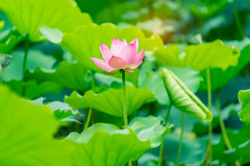 lotus flower blooming in summer pond with green leaves as background