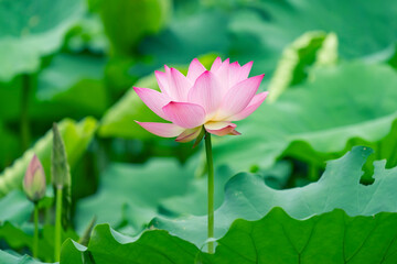 lotus flower blooming in summer pond with green leaves as background