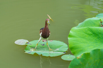pond heron (Ardeola bacchus) on lotus leaves in pond