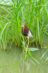 pond heron (Ardeola bacchus) on lotus leaves in pond