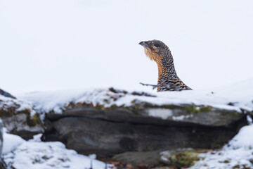 Western capercaillie (Tetrao urogallus)