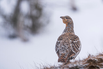 Western capercaillie (Tetrao urogallus)