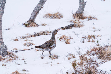 Western capercaillie (Tetrao urogallus)