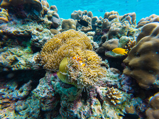 Vibrant orange clownfish nestled in a swaying anemone among colorful coral reefs, in tropical sea...