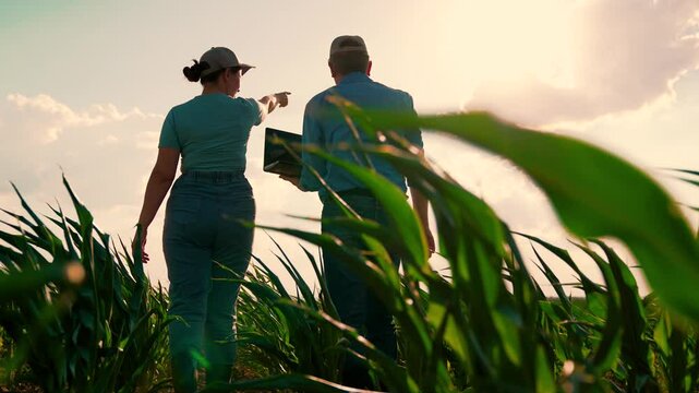 Business people teamwork. Man woman farmer colleagues checking maize growth analyzing use laptop. Agricultural workers agronomist farming scientist engineer control cornfield plantation partnership