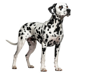 Dalmatian Dog Tilting Head with Curious Expression, Three-Quarter View, isolated on a transparent background