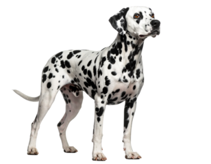 Dalmatian Dog Tilting Head with Curious Expression, Three-Quarter View, isolated on a transparent background