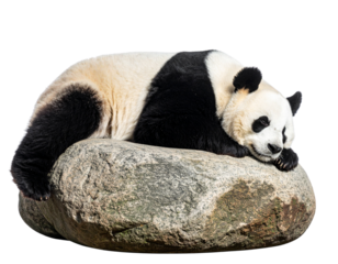Giant Panda Leaning Against a Rock While Sleeping, Side View, isolated on a transparent background