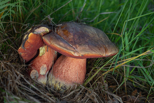 Sutorius luridiformis - Scarletina Bolete. Also sometimes called the red foot bolete, dotted stemmed bolete, or dotted stem bolete