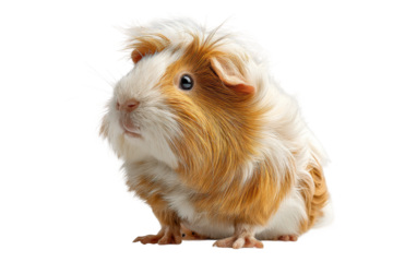 PNG Adorable fluffy guinea pig with white and brown fur looking alert