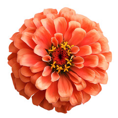 Orange zinnia flower close up on transparent background