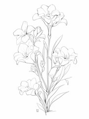 Detailed freesia flower, black and white line art, multiple blooms