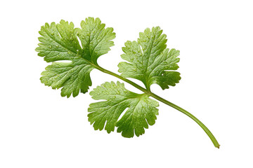 PNG Fresh green cilantro leaves with detailed texture on black background