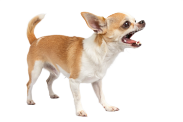 A Small Light Brown and White Chihuahua with Its Mouth Open in a Snarl or Bark Isolated on Transparent Background