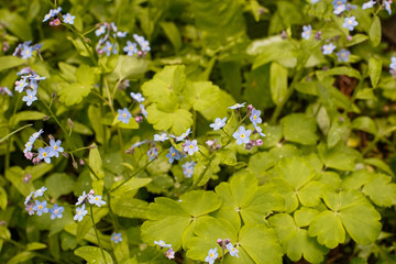 Forget-me-nots. The flowers are blue. A genus of herbaceous plants of the Boraginaceae family. Nature.