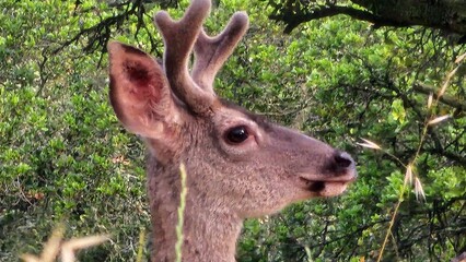 deer in the woods