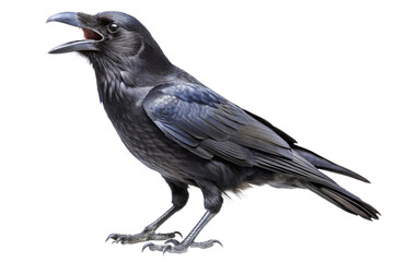 Black Carrion Crow Perched and Isolated on Transparent Background
