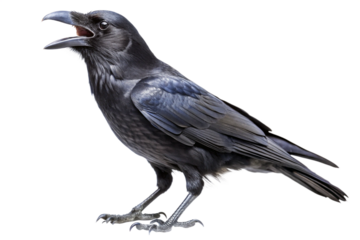 Black Carrion Crow Perched and Isolated on Transparent Background
