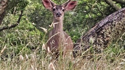 deer