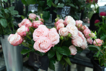 Close-up of lush, pink garden roses in a metal bucket on display in a flower shop. Retail floral sales, luxury gifts, event decoration,