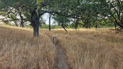 path in the field