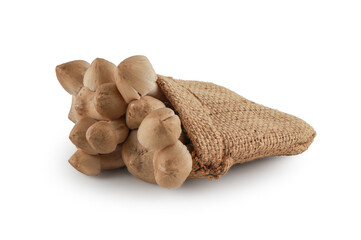 Termite mushrooms isolated on white background with clipping path,Teratophilia ,Termitomyces fuliginosus Heim, Edible thai mushroom.