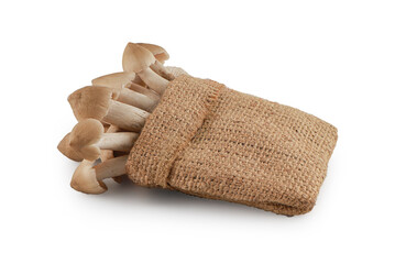 Termite mushrooms isolated on white background with clipping path,Teratophilia ,Termitomyces fuliginosus Heim, Edible thai mushroom.