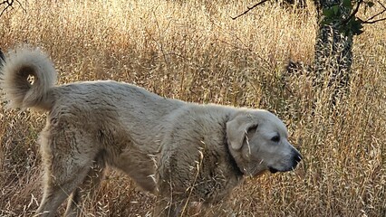 big white dog