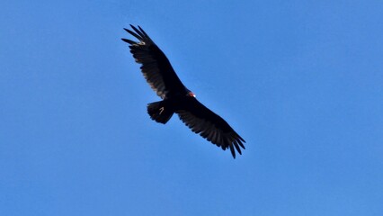 vulture in flight