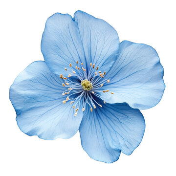 Delicate light blue flower blossom isolated on transparent background