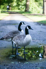 A goose walking on grassland at Deventer The Netherlands. High quality photo