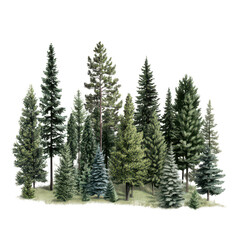 Collection of various evergreen trees in a forest scene on transparent background