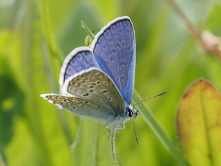 European Common Blue (Polyommatus icarus)