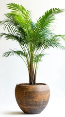 Obraz premium Green tropical indoor plant in brown ceramic pot. Decorative houseplant isolated on white background. Gardening ideas concept