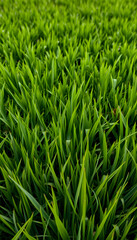 Lush green grassy meadow with a natural textured pattern, dramatic. with white shades