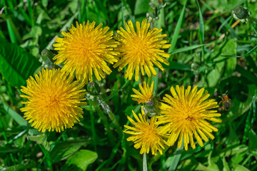 Dandelion Taraxacum officinale grows in the wild in spring