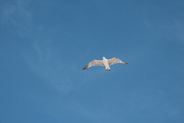 Seagull in flight on clear blue sky