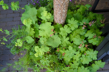 Tree pit garden for urban greening and climate adaptation. Small garden with plants around a tree....
