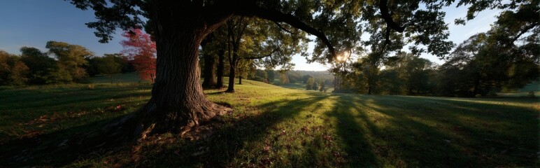 Obraz premium Sunlit Meadow with Majestic Oak: Sunlight streams through the branches of a majestic oak tree, casting long shadows across a tranquil meadow.