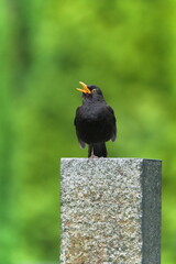 Eurasian blackbird aka The common blackbird or Turdus merula close-up portrait. Singing with open beak. Funny animal photo. 