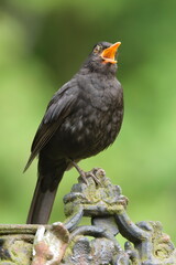 Eurasian blackbird aka The common blackbird or Turdus merula close-up portrait. Singing with open beak. Funny animal photo. 